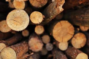 bunch of felled trees near a logging site. selective focus. photo
