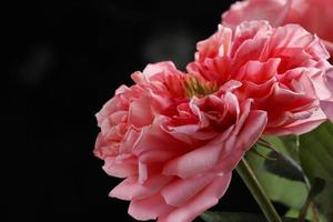 Pink rose on a blurry dark green leafy background. selective focus photo