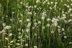 A field of dandelions. Nature Landscape of green meadow. photo