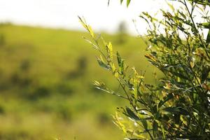 Tree branch over blurred green leaves background. desktop wallpaper. photo