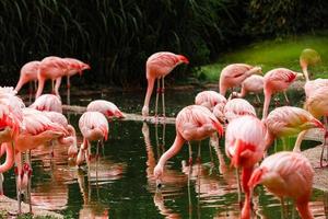 Lake with beautiful pink flamingos surrounded with lush plants in sunny day photo