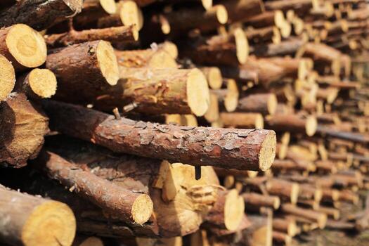 bunch of felled trees near a logging site. selective focus. photo