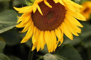 campo de girasoles. fondo natural de girasol. flor de girasol. primer plano de girasol. foto