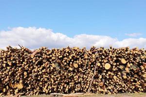 Stack of cut pine tree logs in a forest. Wood logs, timber logging, industrial destruction, forests Are Disappearing, illegal logging. selective focus. photo