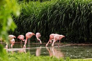 grandes pájaros rosados flamencos mayores, phoenicopterus ruber, en el agua. flamencos limpiando plumas. escena de animales salvajes de la naturaleza. foto