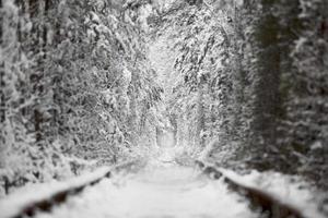 invierno en túnel natural del amor con vía férrea. klevan, ucrania. pintoresco bosque congelado con abetos y pinos cubiertos de nieve. bosque de invierno. . foto de alta calidad