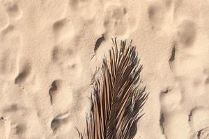 dry tropical coconut palm branch or leaf on beige sand background. Copy Space. Summer background. Minimalistic pattern and background. Summer or travel concept. photo