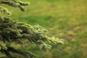 Spruce branch. Beautiful branch of spruce with needles. Christmas tree in nature. Green spruce. Spruce close up. photo