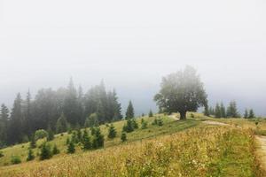 campo montañoso en verano. camino cuesta arriba en la distancia. árboles en las colinas ondulantes. cresta en la distancia. nubes en el cielo. hermoso paisaje rural de los cárpatos. ucrania, europa foto