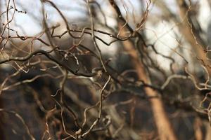 Bare branches of a curly tree background. selective focus. photo