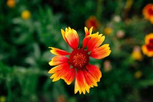 Beautiful background with a red flower and green plants in the park. photo