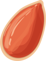 ilustração desing de clipart de nozes e amendoins