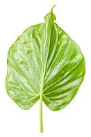 A single green leaf. Large, natural, and refreshing foliage is the integrity of the environment and its habitat. Take a close-up shot. the white background has copy space on top and under for design. photo