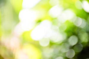 The concept for design blurred and defocused effect season. Abstract bokeh green color for the nature background. Daylight in outdoor and The air is so fresh photo