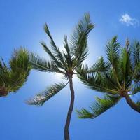Palm trees in the sky in Hawaii photo