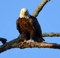 águila calva en un árbol foto