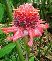 Exotic flowers in Maui Hawaii photo