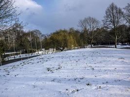 Trees and Vegetation in Winter on Snow in a Parc photo