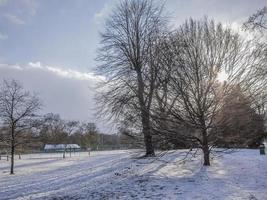 Trees and Vegetation in Winter on Snow in a Parc photo