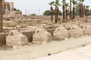 avenida de las esfinges en el templo de luxor, luxor, egipto foto