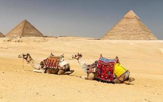 Camels in Giza Pyramid Complex, Cairo, Egypt photo