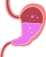 ilustración de diseño de imágenes prediseñadas de estómago png