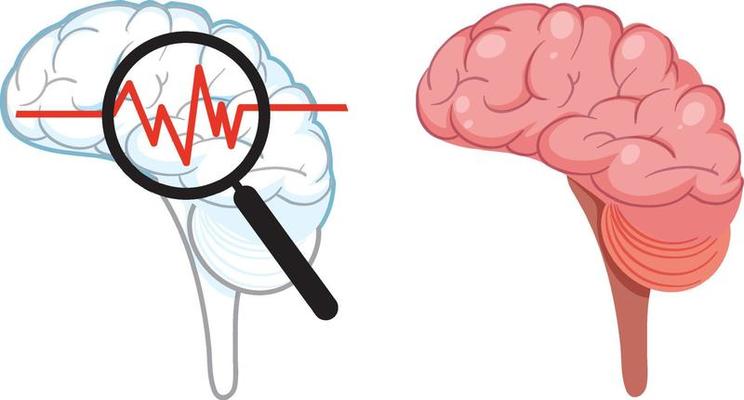 Human brain isolated vector