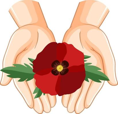 Human hands holding poppy flowers