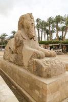 Sphinx in Memphis, Cairo, Egypt photo