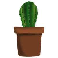 Cactus Plant in Pot