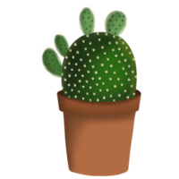 Cactus Plant in Pot