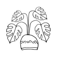 Potted monstera are drawn with a black line on a white background. Vector doodles.