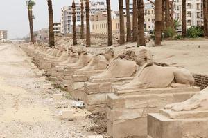 Avenue of Sphinxes in Luxor Temple, Luxor, Egypt photo