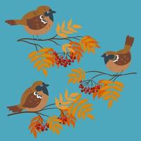 Cute autumn sparrows sitting on rowan branches. Vector graphics.
