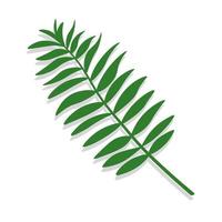 Green tropical leaf of palm tree. Simple vector illustration isolated on white background.