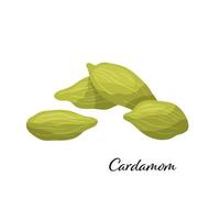 Green cardamom spice. Vector illustration isolated on white background. Cardamom for design element in culinary, package decoration, sticker, label