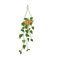 Potted hanging plant in flat style isolated on white background vector