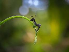 insecto en una hoja foto