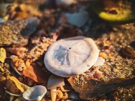 dólar de arena en la playa foto