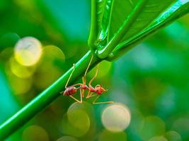 Red ant on a branch photo