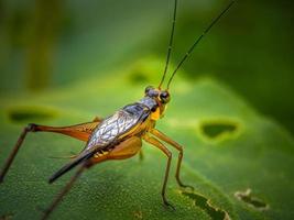 Grasshopper on a green leaf photo