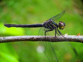 Dragonfly on a branch photo