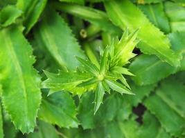 green parsley sapling in organic farm photo