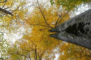 árbol en el parque nacional yedigoller, bolu, turquía foto