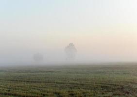 los arrozales orgánicos estaban envueltos en una espesa niebla temprano en la mañana. foto