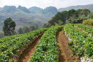 Organic strawberry farm photo