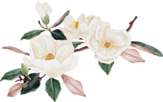 buquê de flores e folhas de magnólia branca aquarela png