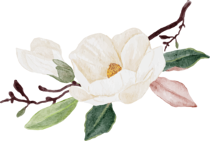 Aquarell weißer Magnolienblumen- und Blattniederlassungsblumenstrauß png