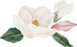 Aquarell weißer Magnolienblumen- und Blattniederlassungsblumenstrauß png