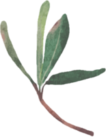 aquarellgrüne Podocarpus-Polystachy-Blattstielelemente png